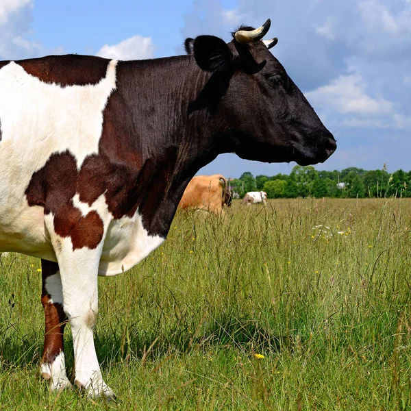 Close Cute Cow Meadow — стоковое фото