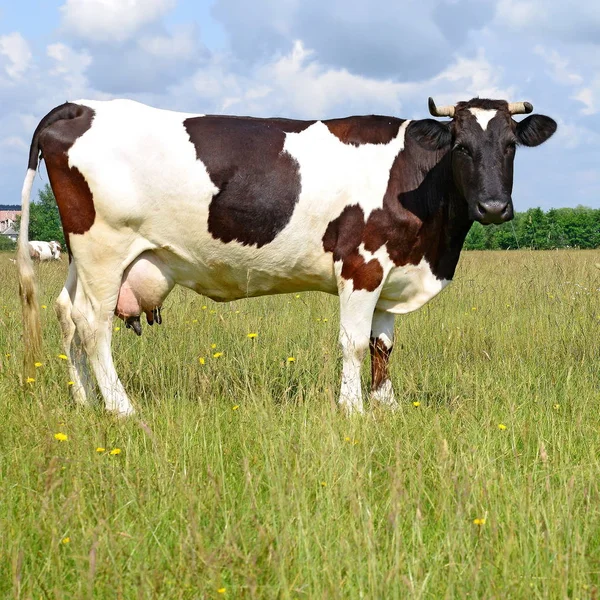 Primer Plano Vaca Linda Prado —  Fotos de Stock