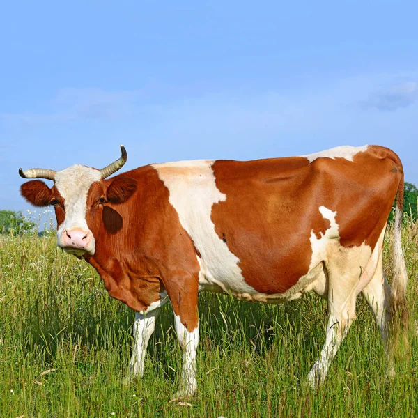 在草地上与一头可爱的奶牛亲密接触 — 图库照片