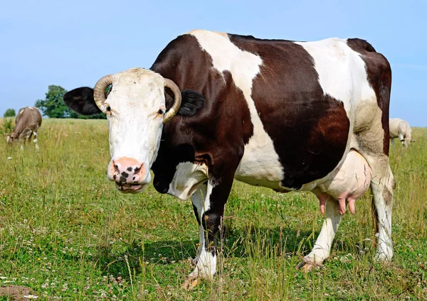 牧草地で可愛い牛のクローズアップ — ストック写真