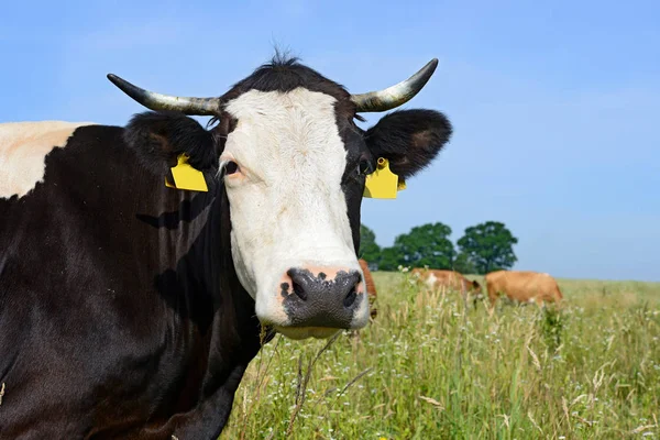 Close Cute Cow Meadow — Stockfoto