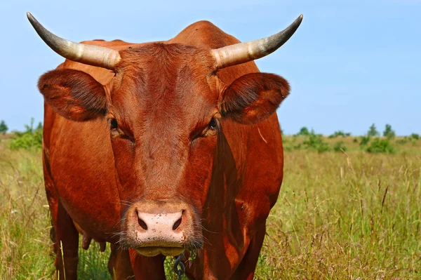 Close Cute Cow Meadow — стоковое фото