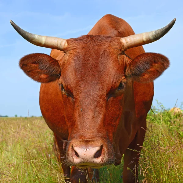 Close Cute Cow Meadow — 스톡 사진