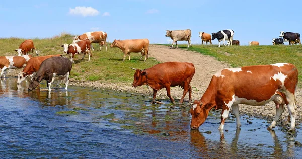 Vacas Regando Río Verano — Foto de Stock