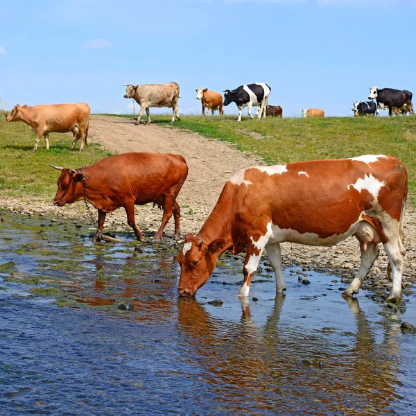 Cows Watering River Summer — Stock Photo, Image