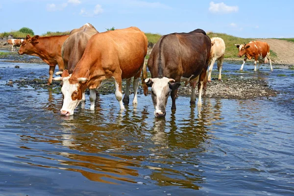 Kühe Tränken Sommer Auf Dem Fluss — Stockfoto