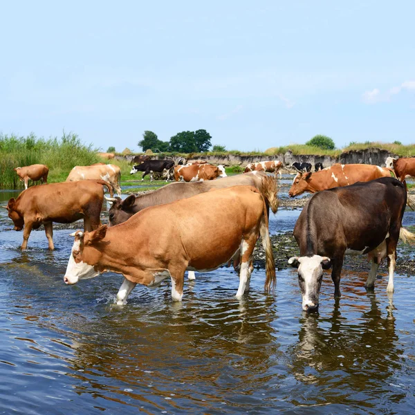 Vacas Regando Río Verano — Foto de Stock