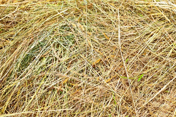 田里的干草 — 图库照片