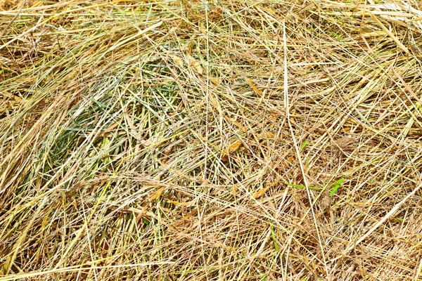 Erba Secca Nel Campo — Foto Stock