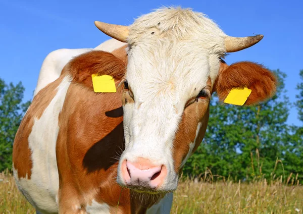 Close Cute Cow Meadow — Stock fotografie