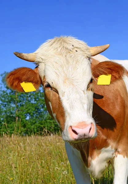 Nahaufnahme Einer Niedlichen Kuh Auf Der Wiese — Stockfoto