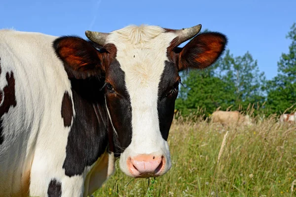 Close Cute Cow Meadow — Stok fotoğraf