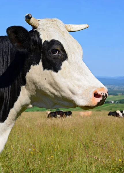 Nahaufnahme Einer Niedlichen Kuh Auf Der Wiese — Stockfoto