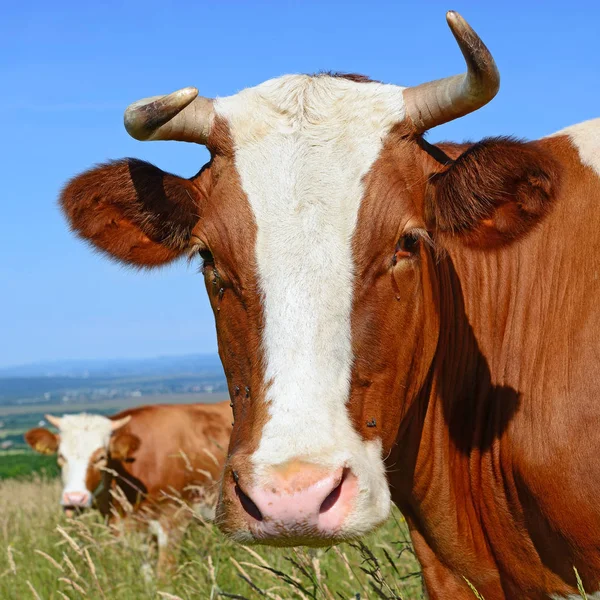 夏季牧场上的牛 — 图库照片