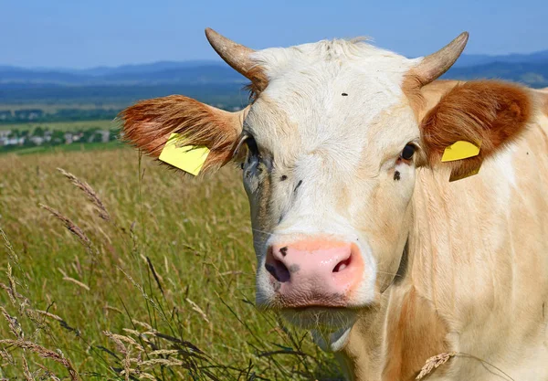 Close Cute Cow Meadow — Stockfoto