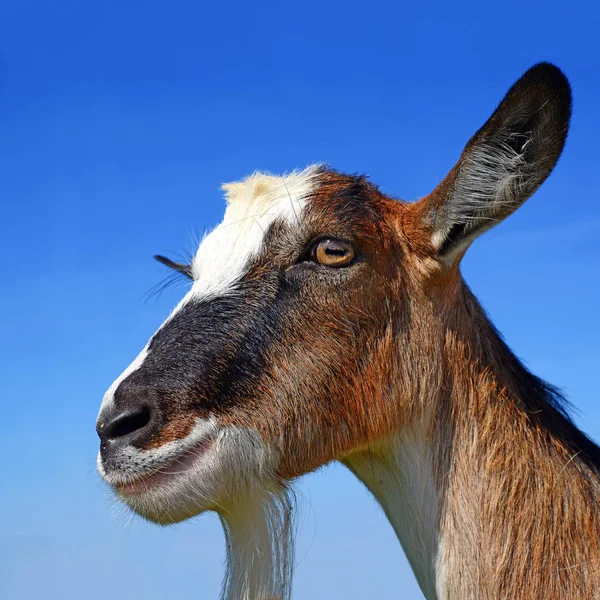 Goat Head Blue Sky Background — Stock Photo, Image