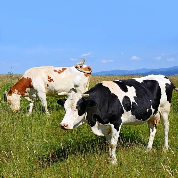 Kühe Auf Einer Sommerweide Einem Sonnigen Tag — Stockfoto