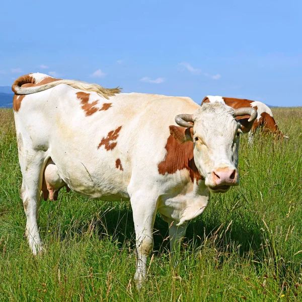 Αγελάδες Καλοκαιρινό Βοσκότοπο Ηλιόλουστη Μέρα — Φωτογραφία Αρχείου