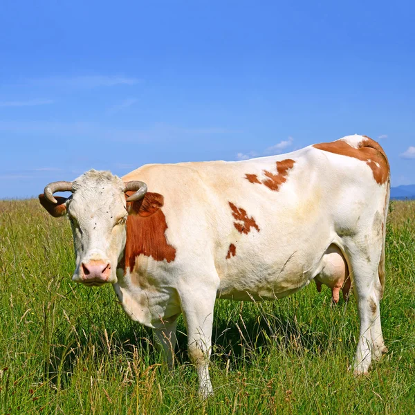 阳光明媚的夏天牧场上的奶牛 — 图库照片