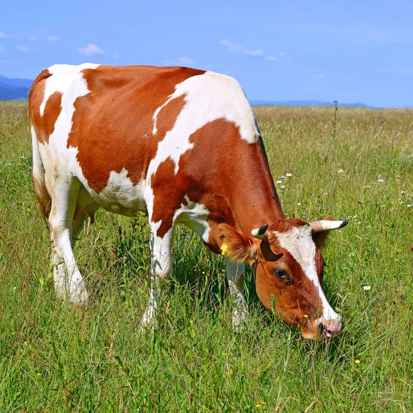 Cow Summer Pasture Sunny Day — Photo