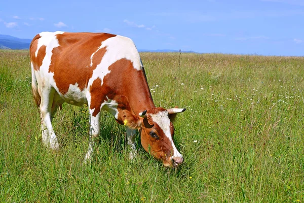 Cow Summer Pasture Sunny Day — 图库照片