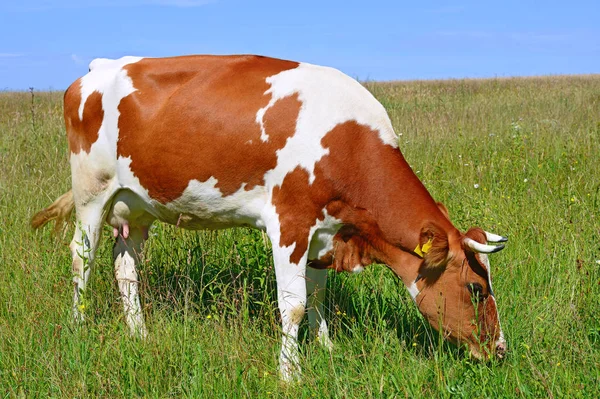 Kuh Auf Der Sommerweide Einem Sonnigen Tag — Stockfoto
