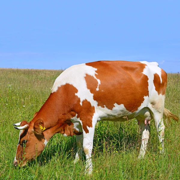 Cow Summer Pasture Sunny Day — Zdjęcie stockowe