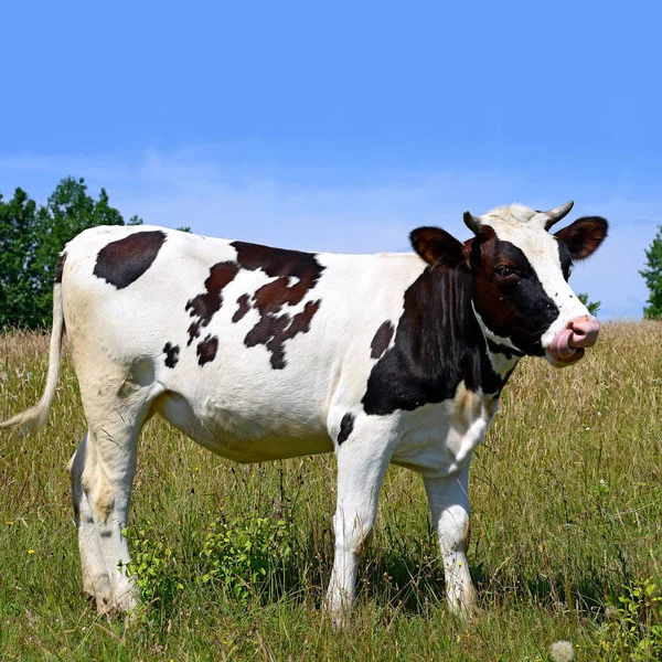 Koe Een Zomerweide Een Zonnige Dag — Stockfoto