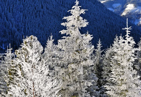 Wunderschöne Landschaft Mit Schneebedeckten Bäumen Den Bergen — Stockfoto