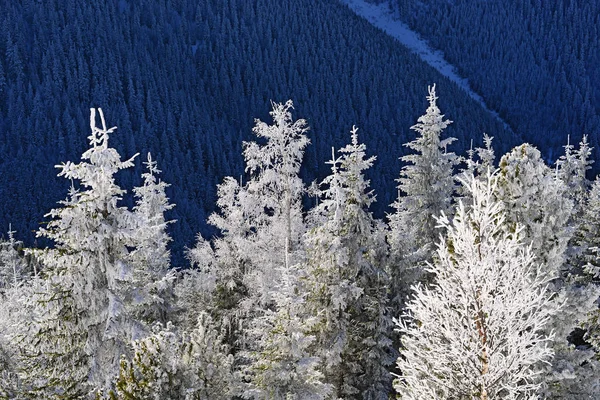 Bela Paisagem Com Árvores Cobertas Neve Nas Montanhas — Fotografia de Stock