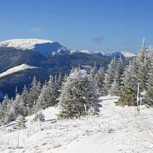 山の中に雪に覆われた木々が美しい風景 — ストック写真