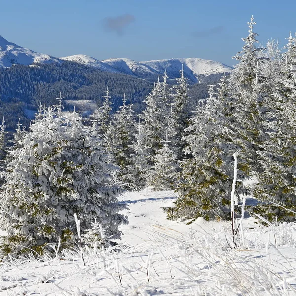 Wunderschöne Landschaft Mit Schneebedeckten Bäumen Den Bergen — Stockfoto