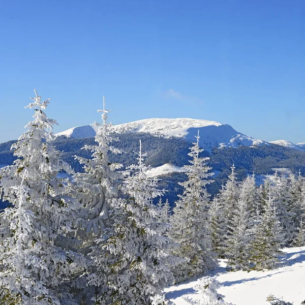 Vackert Landskap Med Snötäckta Träd Fjällen — Stockfoto