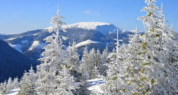 Bela Paisagem Com Árvores Cobertas Neve Nas Montanhas — Fotografia de Stock