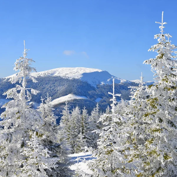 Bela Paisagem Com Árvores Cobertas Neve Nas Montanhas — Fotografia de Stock