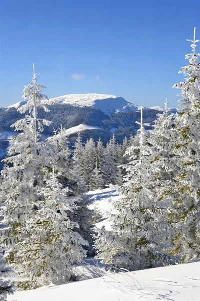 Bellissimo Paesaggio Con Alberi Innevati Montagna — Foto Stock