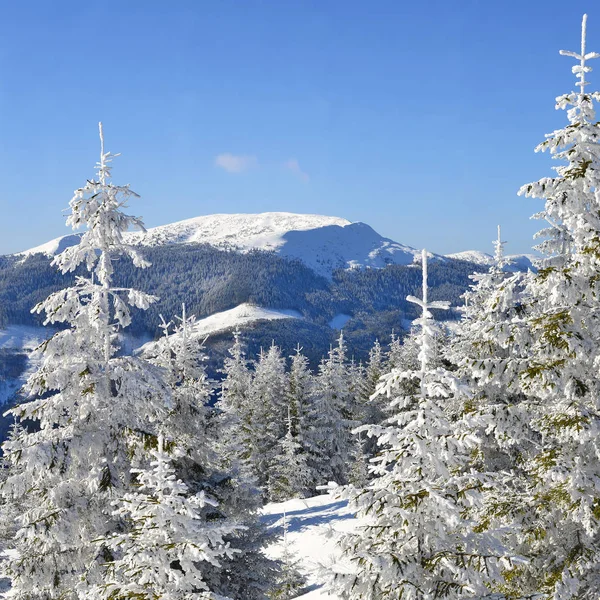 Όμορφο Τοπίο Χιονισμένα Δέντρα Στα Βουνά — Φωτογραφία Αρχείου