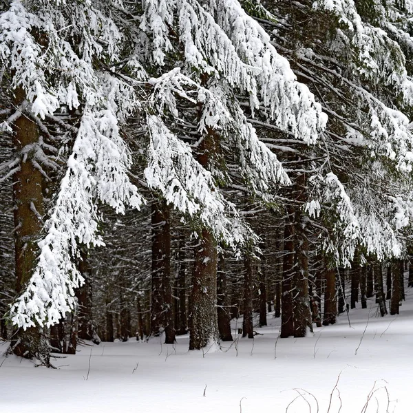 Bela Paisagem Com Árvores Cobertas Neve — Fotografia de Stock