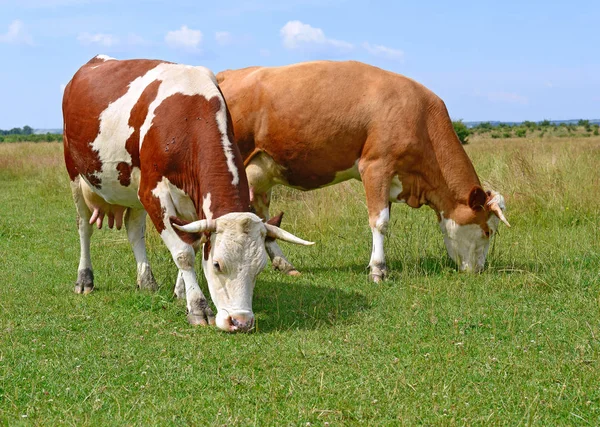 Cows Grazing Summer Pasture Stock Picture