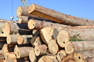 Ahşap kütük yığını, kereste arkaplanı