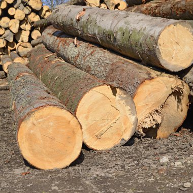 Ahşap kütük yığını, kereste arkaplanı