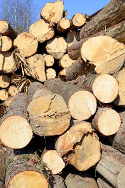 Ahşap kütük yığını, kereste arkaplanı