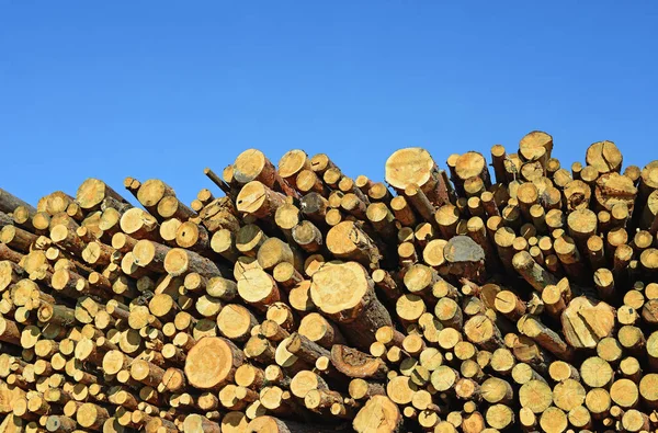 Pile Wood Logs Timber Background — 图库照片