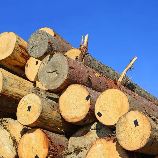 Pile Wood Logs Timber Background — 图库照片