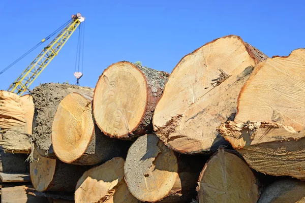 Pile Wood Logs Timber Background — Stock Photo, Image