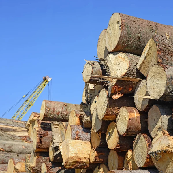 Sterta Kłód Drewna Tło Drewna — Zdjęcie stockowe