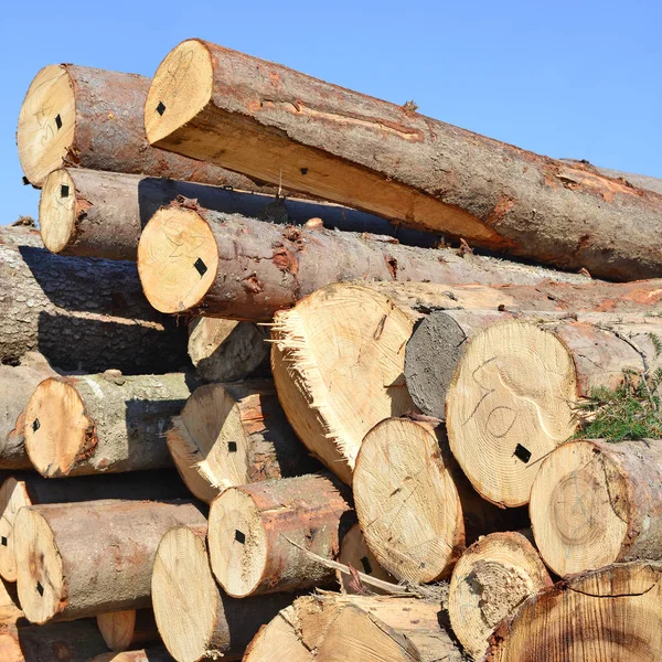 Pile Wood Logs Timber Background — Stockfoto