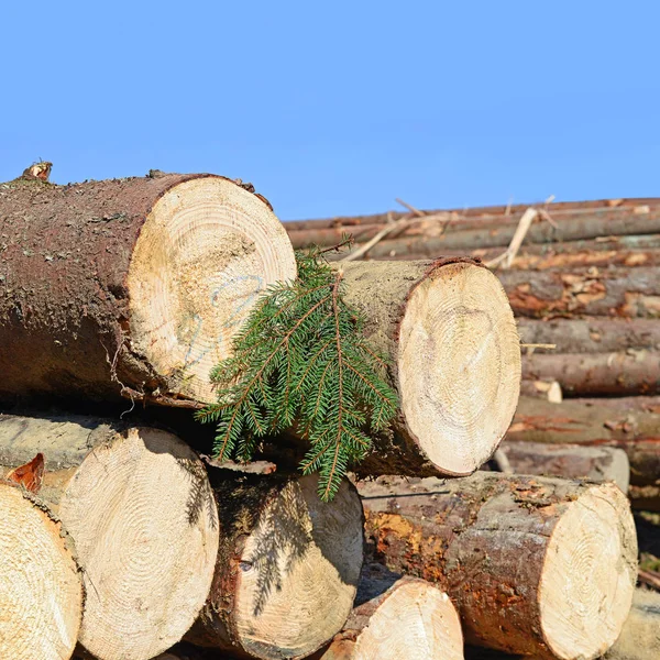 Pile Wood Logs Timber Background — Stock Photo, Image
