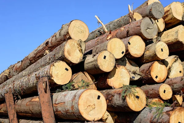 Pile Wood Logs Timber Background — Stockfoto