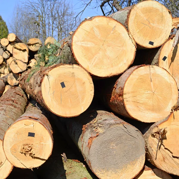 Pile Wood Logs Timber Background — Stock fotografie